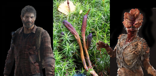 Fungo The Last of us cordyceps